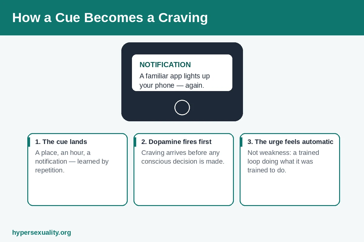 Smartphone notification acting as a learned cue that triggers a dopamine-driven sexual craving before any decision is made