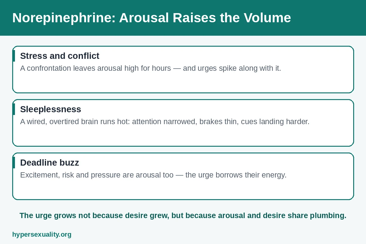 Chart linking norepinephrine arousal states such as stress and sleeplessness to stronger sexual urges