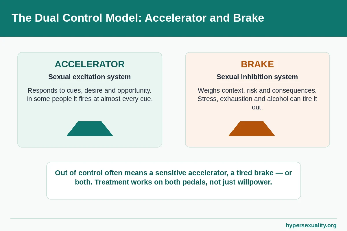 Dual control model diagram with a sexual accelerator and a brake pedal explaining out of control sexual behavior