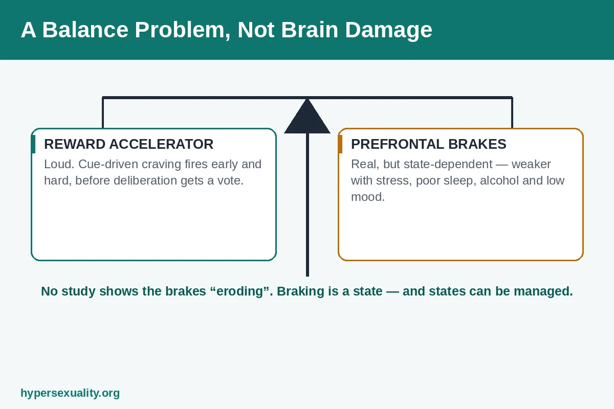 Balance scale comparing a loud reward accelerator with state-dependent prefrontal brakes in sexual compulsion