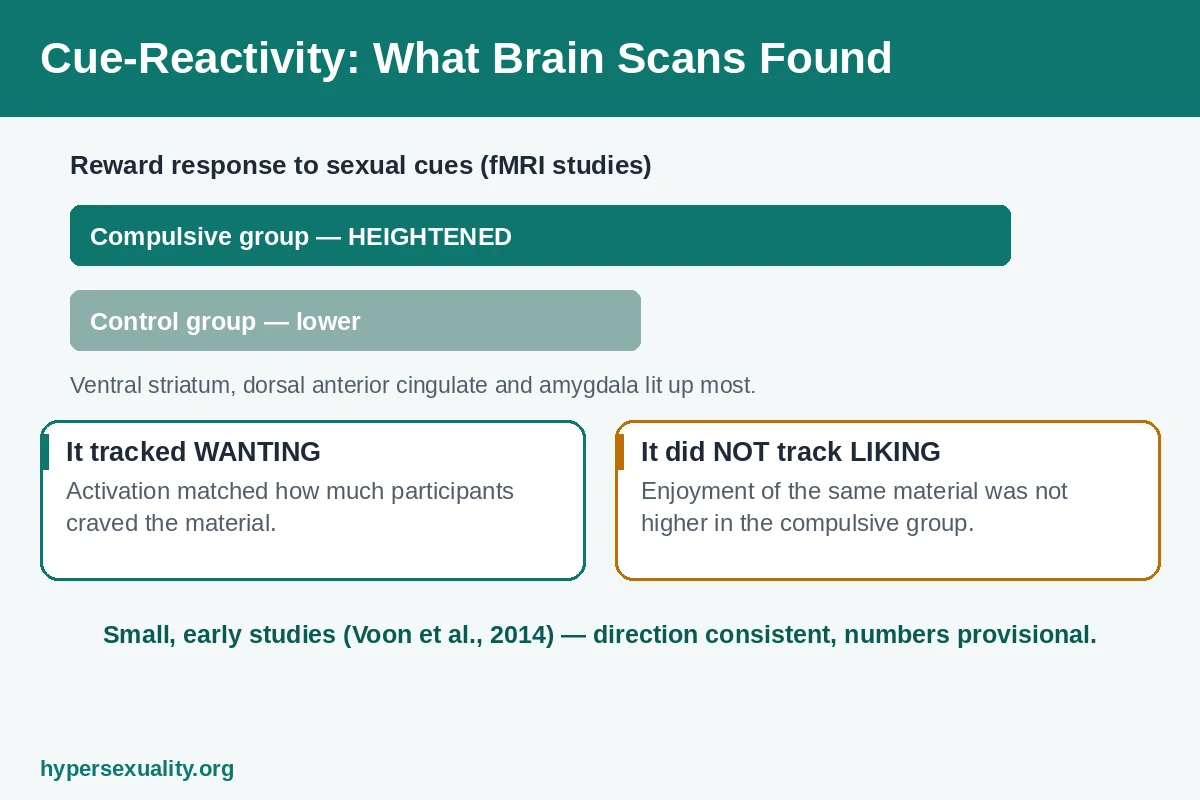Diagram of a brain-scan cue-reactivity study comparing reward responses to sexual cues in compulsive and control groups