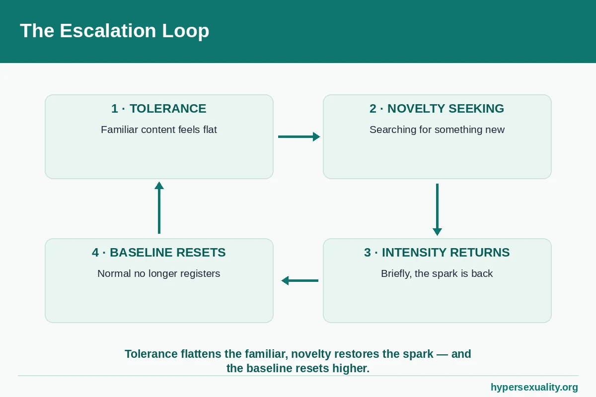 Cycle diagram showing desensitisation and novelty seeking driving escalation and tolerance in a repeating loop