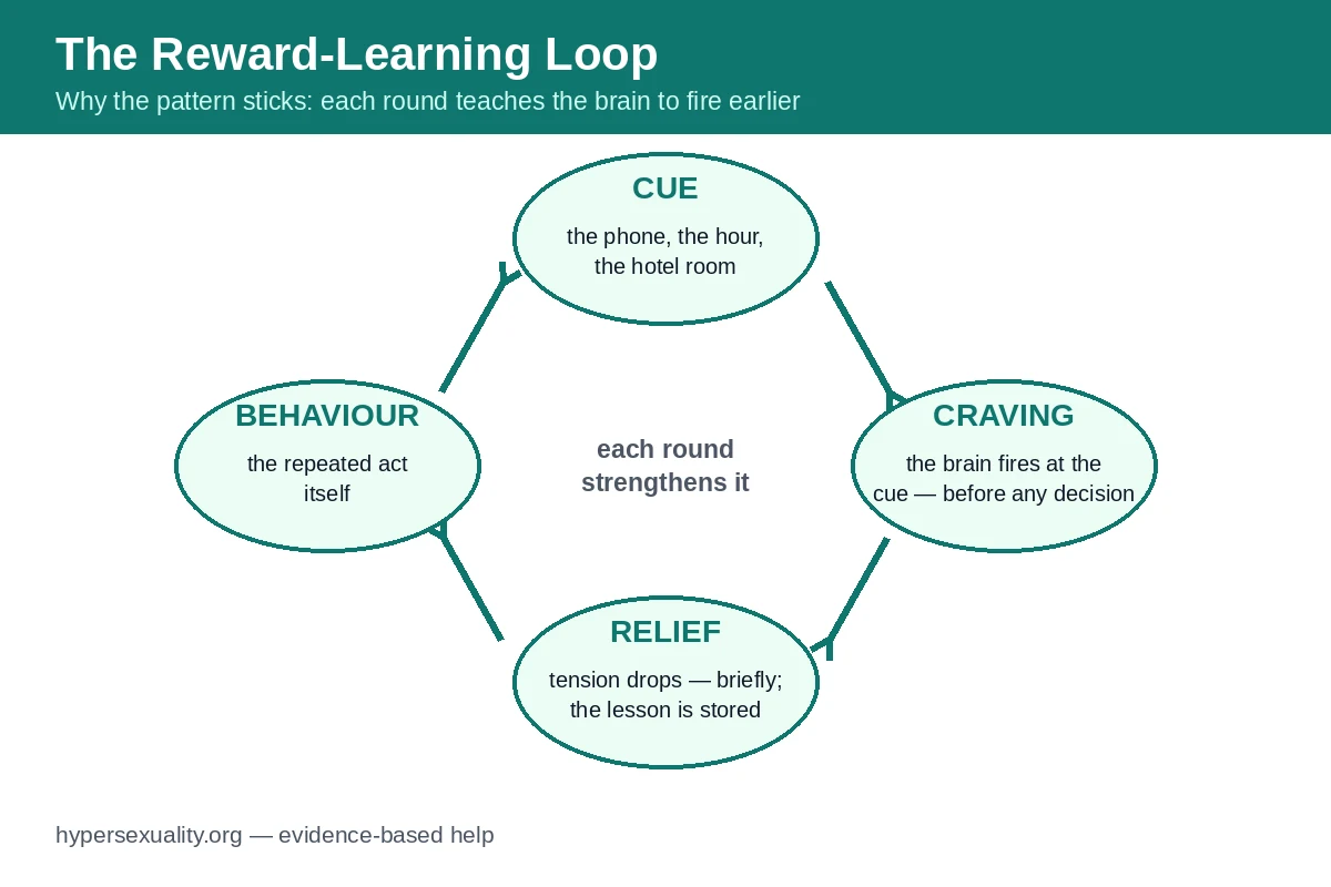 Circular diagram of reward learning in hypersexuality, showing cue, craving, behaviour and relief reinforcing each other